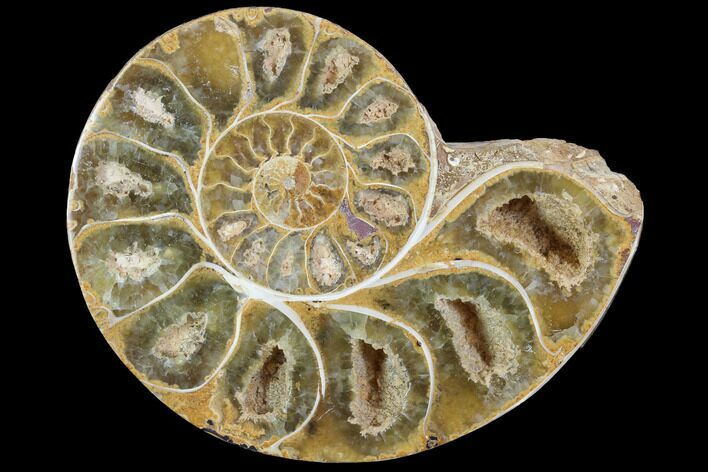 Sliced, Agatized Ammonite Fossil (Half) - Jurassic #100542